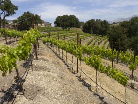 vineyard accommodation